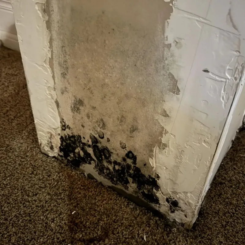 Professional Mold Removal in Paris, MO